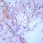 icon Urinemicro 1.0.0