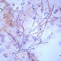 icon Urinemicro