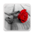 icon Photo Art 1.8.12