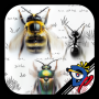 icon InsectRace