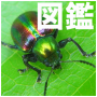 icon Insect Illustrated Reference Book