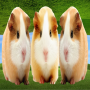 icon Hamster Blue